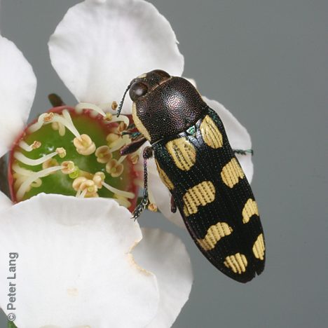 Castiarina decemmaculata, PL0174C, female, on Leptospermum myrsinoides, SL, 10.4 × 3.6 mm
